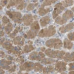 Merck Anti-MPDU1 antibody produced in rabbit