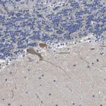 Merck Anti-ST6GAL2 antibody produced in rabbit