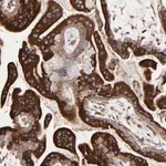 Merck Anti-ELP2 antibody produced in rabbit