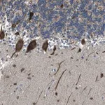 Merck Anti-RNF41 antibody produced in rabbit
