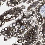 Merck Anti-CDH8 antibody produced in rabbit