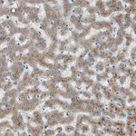 Merck Anti-B3GNT5 antibody produced in rabbit