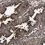Merck Anti-NT5E antibody produced in rabbit