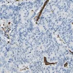 Merck Anti-PLXDC1 antibody produced in rabbit