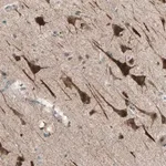 Merck Anti-PDE8A antibody produced in rabbit