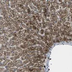 Merck Anti-SIGLEC14 antibody produced in rabbit