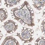 Merck Anti-GPR160 antibody produced in rabbit