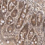 Merck Anti-CDC37 antibody produced in rabbit