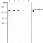 Merck Monoclonal Anti-NUP153 antibody produced in rat