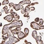Merck Anti-SHC1 antibody produced in rabbit
