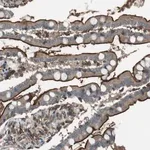 Merck Anti-GPR161 antibody produced in rabbit