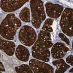 Merck Anti-MPPE1 antibody produced in rabbit