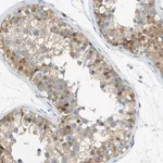 Merck Anti-CUL9 antibody produced in rabbit