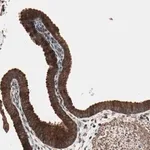 Merck Anti-MRPL2 antibody produced in rabbit