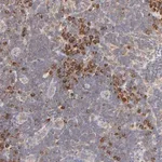 Merck Anti-RPS20 antibody produced in rabbit