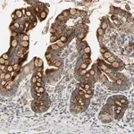 Merck Anti-MRPL9 antibody produced in rabbit