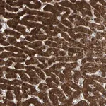 Merck Anti-MTHFS antibody produced in rabbit