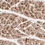 Merck Anti-NDUFB8 antibody produced in rabbit