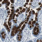 Merck Anti-MUC4 antibody produced in rabbit
