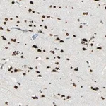 Merck Anti-MYEF2 antibody produced in rabbit
