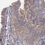 Merck Anti-NEK9 antibody produced in rabbit