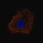 Merck Anti-NDP antibody produced in rabbit