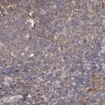 Merck Anti-NFKBIE antibody produced in rabbit