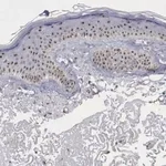 Merck Anti-NGDN antibody produced in rabbit