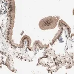 Merck Anti-NFRKB antibody produced in rabbit