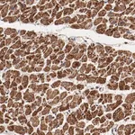Merck Anti-NDUFV2 antibody produced in rabbit