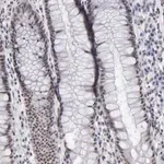 Merck Anti-TAF1 antibody produced in rabbit