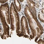 Merck Anti-TAF12 antibody produced in rabbit