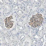 Merck Anti-TGFBR3 antibody produced in rabbit