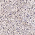 Merck Anti-TBC1D22A antibody produced in rabbit