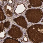 Merck Anti-TG antibody produced in rabbit