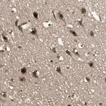 Merck Anti-TAF5 antibody produced in rabbit