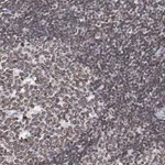 Merck Anti-THAP7 antibody produced in rabbit