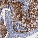 Merck Anti-TM4SF1 antibody produced in rabbit
