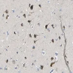 Merck Anti-TMEM59L antibody produced in rabbit