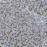Merck Anti-TM9SF2 antibody produced in rabbit