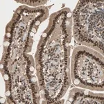 Merck Anti-CCNT2 antibody produced in rabbit