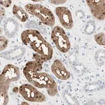 Merck Anti-CDK3 antibody produced in rabbit