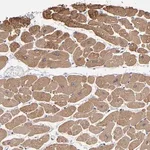 Merck Anti-CCDC80 antibody produced in rabbit