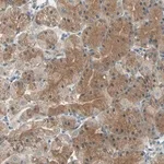 Merck Anti-CDC42EP1 antibody produced in rabbit