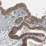 Merck Anti-NMI antibody produced in rabbit