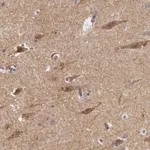 Merck Anti-NLGN4X antibody produced in rabbit