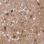 Merck Anti-NRXN3 antibody produced in rabbit
