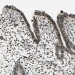 Merck Anti-NR2C2 antibody produced in rabbit