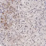 Merck Anti-NUP62CL antibody produced in rabbit