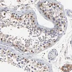 Merck Anti-NXF3 antibody produced in rabbit